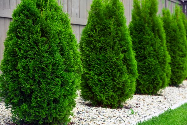 Arborvitae Planting in Lehigh Acres