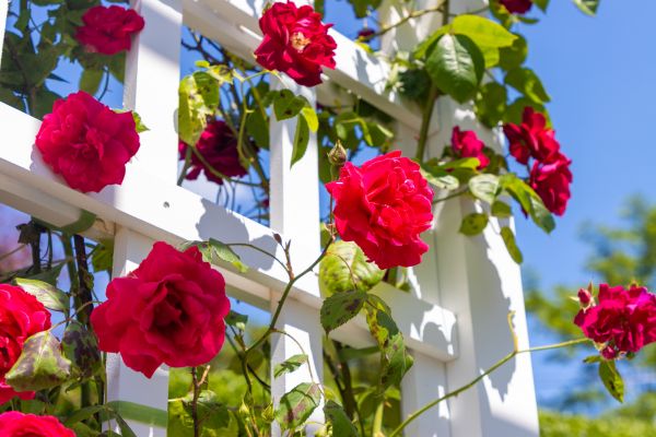 Home Gardening Service in Lehigh Acres