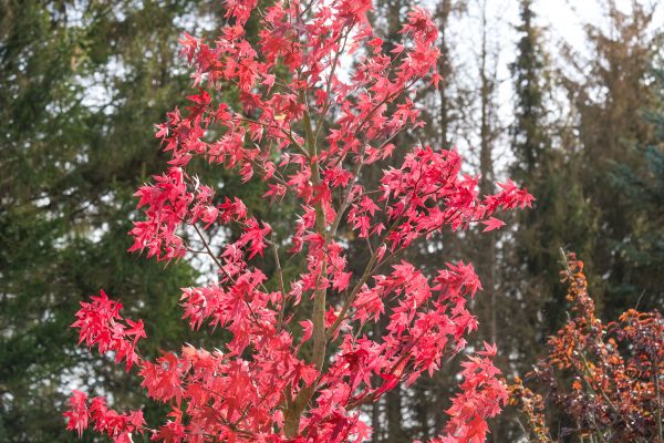 Japanese Maple Planting in Lehigh Acres