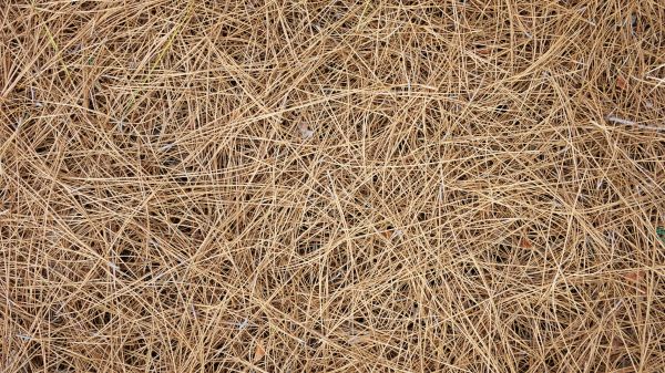 Pine Needles Delivery in Lehigh Acres