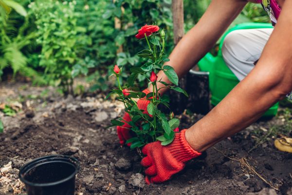 Planting Service in Lehigh Acres