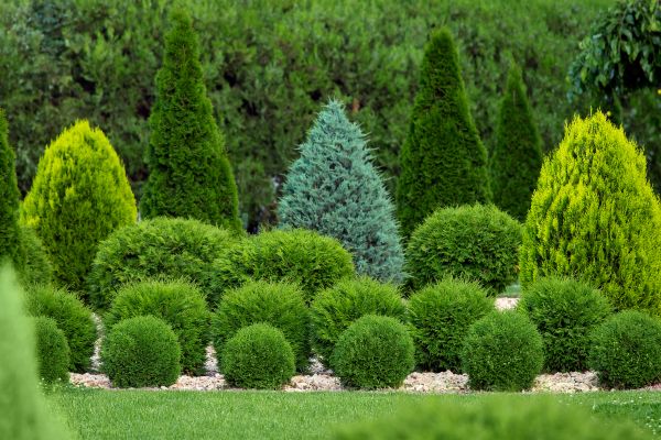 Shrub Replacement in Lehigh Acres
