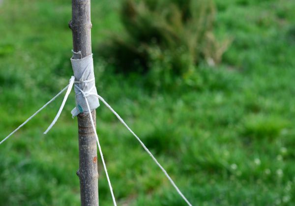 Tree Staking Service in Lehigh Acres