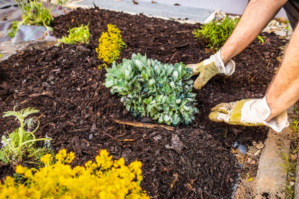 Weeding And Mulching in Lehigh Acres