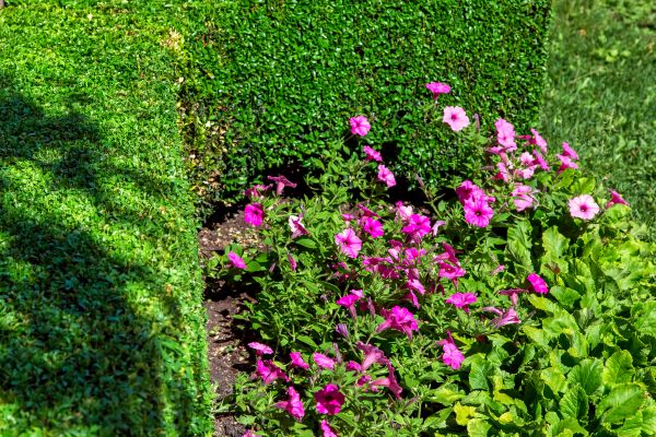 Softscaping Service in Lehigh Acres