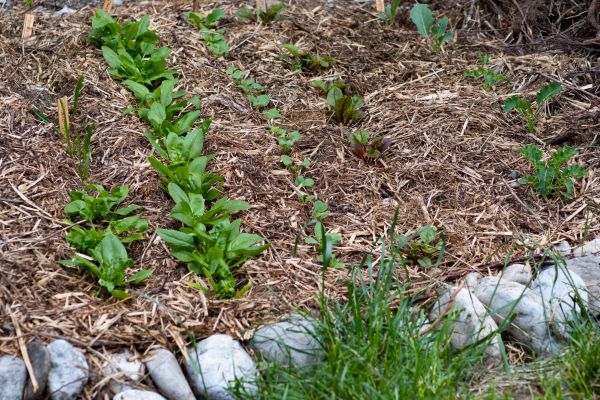 Mulch Service in Lehigh Acres