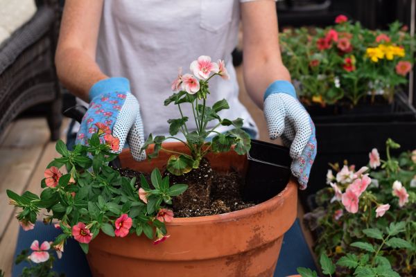 Plant Care Service in Lehigh Acres