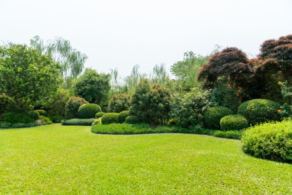 Tree Landscaping in Lehigh Acres