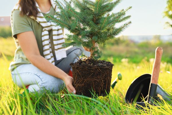 Spruce Tree Planting in Lehigh Acres