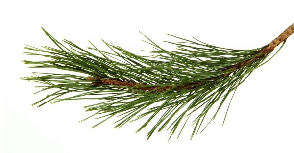 Pine Needles Installation in Lehigh Acres