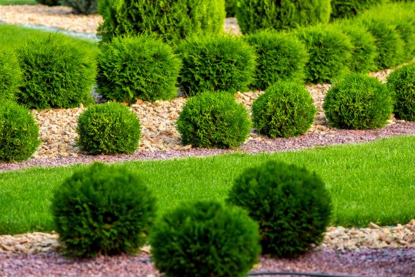 Bush Installation in Lehigh Acres