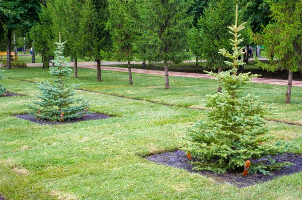 Privacy Trees Planting in Lehigh Acres