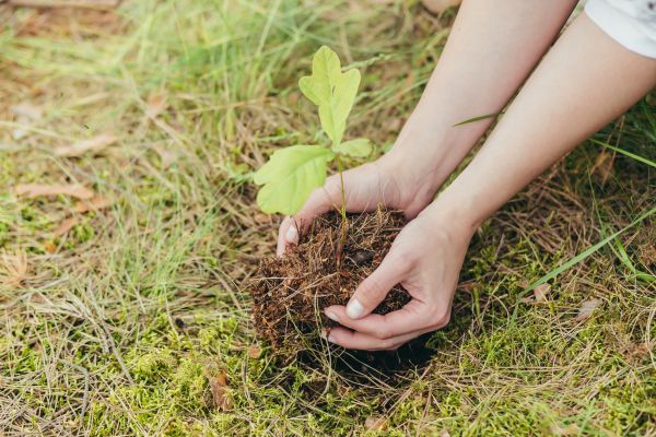 Oak Tree Planting in Lehigh Acres
