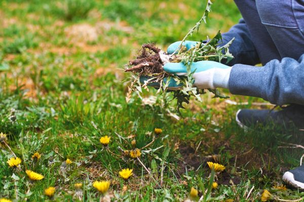 Flower Bed Clearing in Lehigh Acres