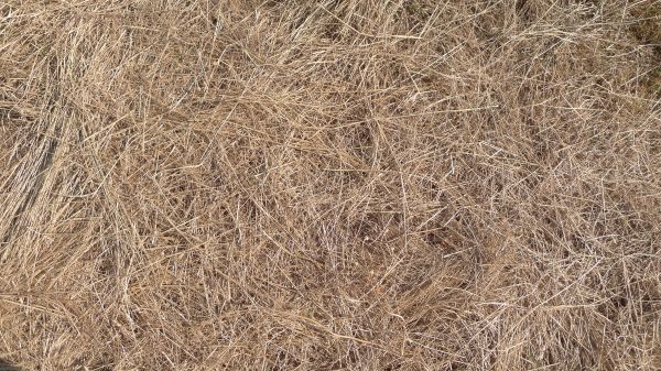 Pine Straw Replacement in Lehigh Acres