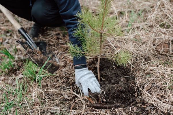 Pine Tree Planting in Lehigh Acres
