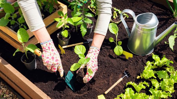 Garden Bed Installation in Lehigh Acres