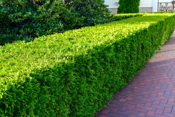 Hedge Installation in Lehigh Acres