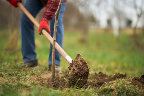 Trees Planting in Lehigh Acres