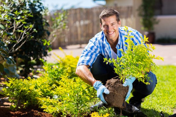 Shrub Landscaping in Lehigh Acres