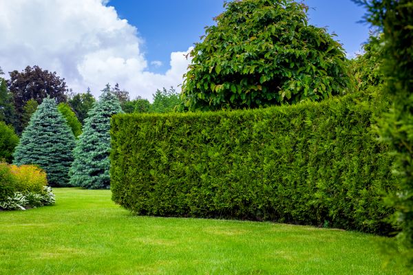 Hedge Landscaping in Lehigh Acres
