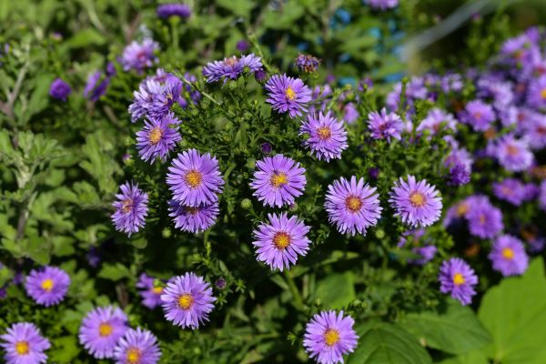 Perennial Flower Planting in Lehigh Acres