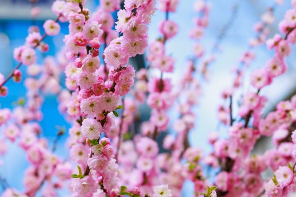 Japanese Cherry Tree Planting in Lehigh Acres