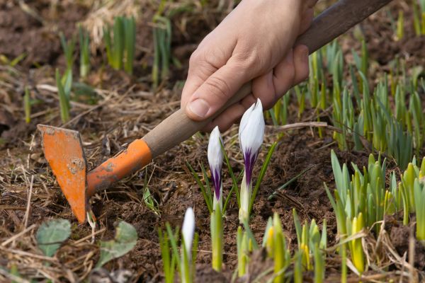 Flower Garden Weeding in Lehigh Acres