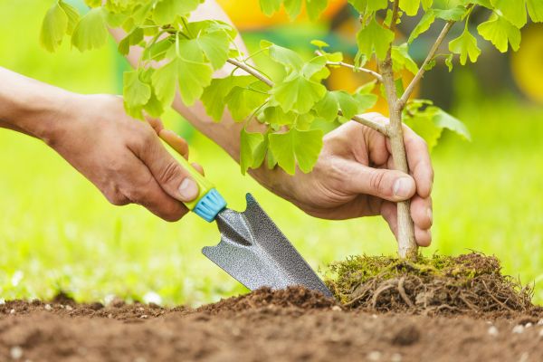 Fruit Tree Planting in Lehigh Acres