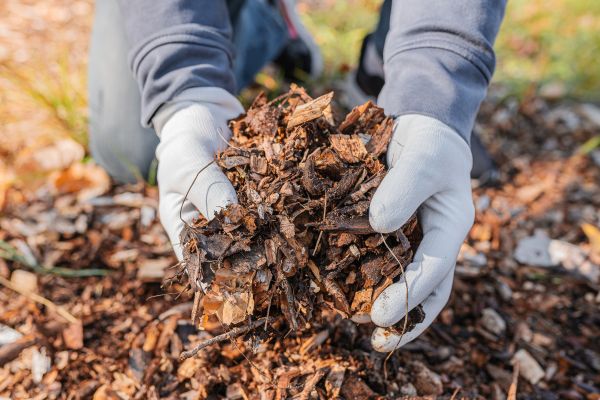Shredded Mulch Installation in Lehigh Acres