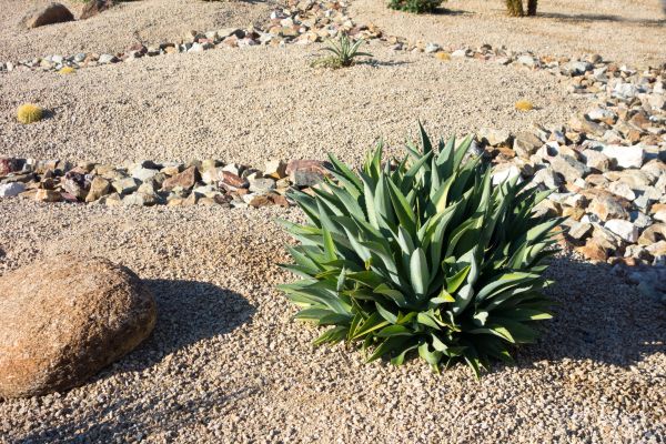 Xeriscaping Service in Lehigh Acres