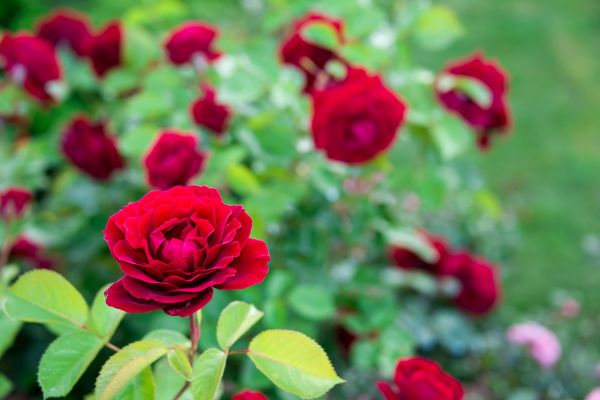 Rose Planting in Lehigh Acres