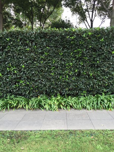 Privacy Shrub Planting in Lehigh Acres