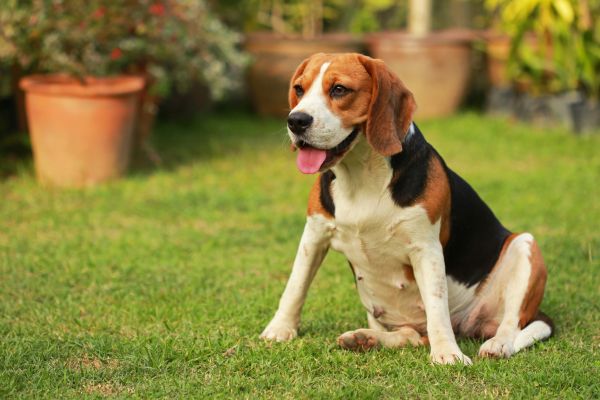 Dog Friendly Landscaping in Lehigh Acres