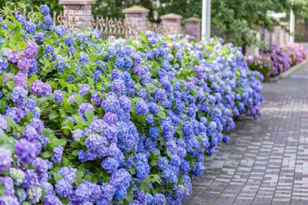 Hydrangea Landscaping in Lehigh Acres
