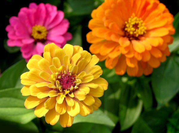 Zinnia Planting in Lehigh Acres