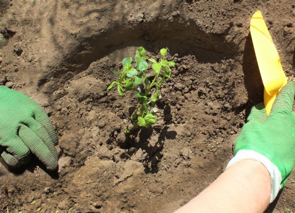 Rose Bush Planting in Lehigh Acres
