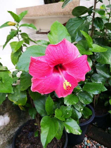 Hibiscus Planting in Lehigh Acres