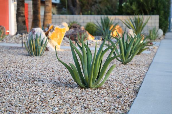 Drought Resistant Landscaping in Lehigh Acres