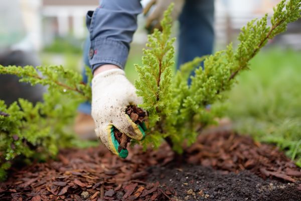 Church Mulching in Lehigh Acres