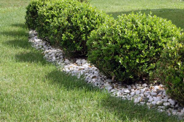 Boxwood Planting in Lehigh Acres