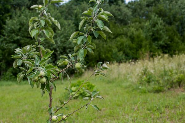 Apple Tree Planting in Lehigh Acres