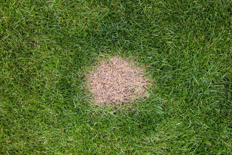 Lawn Rut Repair